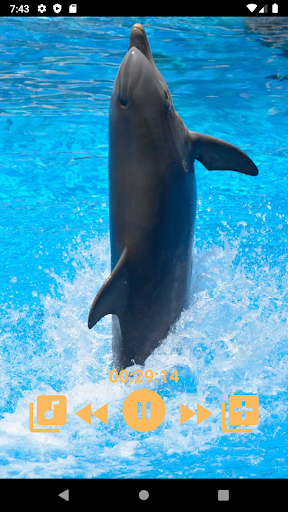 Dolphins - Sound to relax - Image screenshot of android app