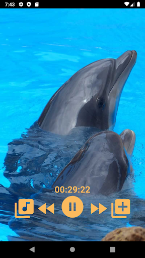 Dolphins - Sound to relax - Image screenshot of android app