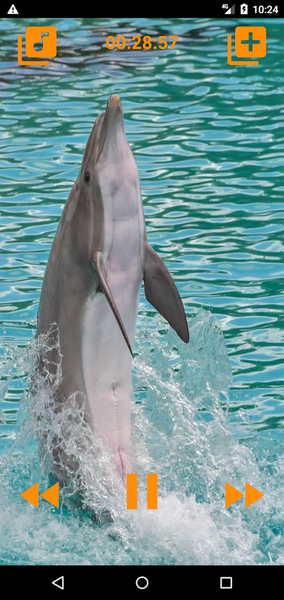 Dolphins songs to sleep - عکس برنامه موبایلی اندروید