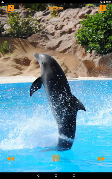 Dolphins songs to sleep - عکس برنامه موبایلی اندروید