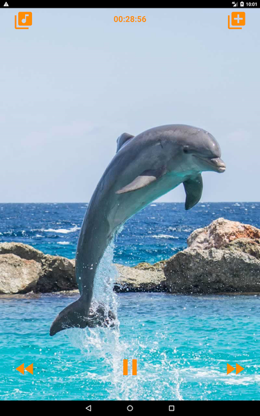Dolphins songs to sleep - عکس برنامه موبایلی اندروید