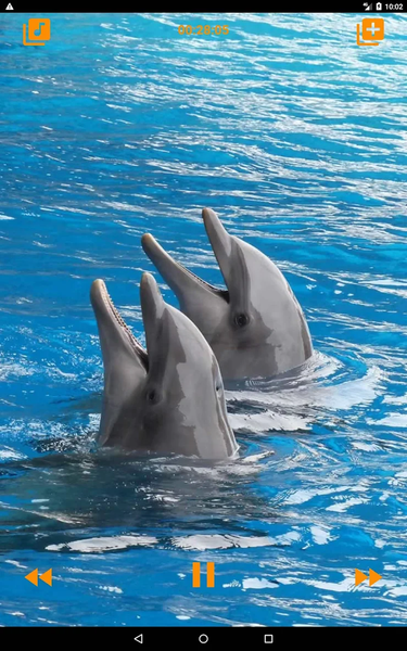 Dolphins songs to sleep - عکس برنامه موبایلی اندروید