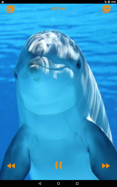 Dolphins songs to sleep - عکس برنامه موبایلی اندروید