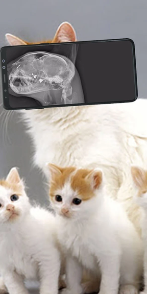 X ray animal photo filter - Image screenshot of android app