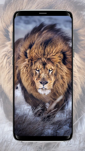 Lion Wallpaper - عکس برنامه موبایلی اندروید