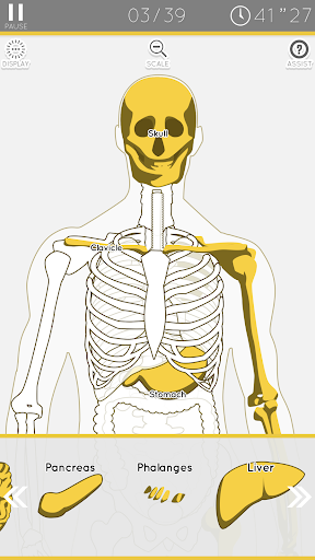 E. Learning Anatomy puzzle - Gameplay image of android game