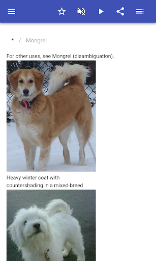 Dog breeds - Image screenshot of android app