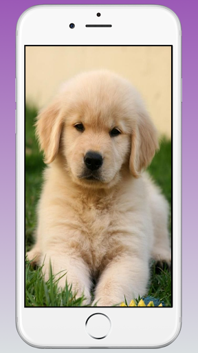 Cute Puppy & Dog Wallpapers HD - Image screenshot of android app