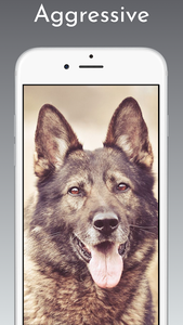 German Shepherd Wallpaper 4k for Android - Download | Cafe Bazaar German Shepherd Wallpaper 4k for Android - Download | Cafe Bazaar