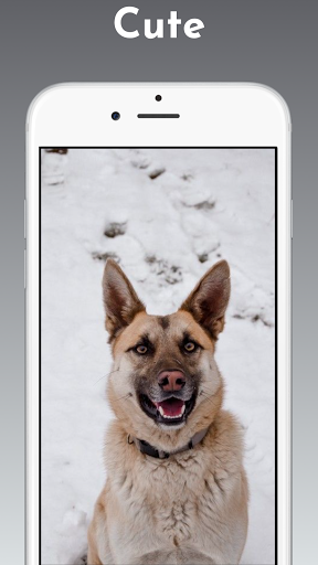 German Shepherd Wallpaper 4k - Image screenshot of android app