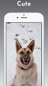 German Shepherd Wallpaper 4k for Android - Download | Cafe Bazaar German Shepherd Wallpaper 4k for Android - Download | Cafe Bazaar