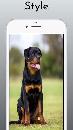 Rottweiler Dog Wallpaper HD 4k - Image screenshot of android app