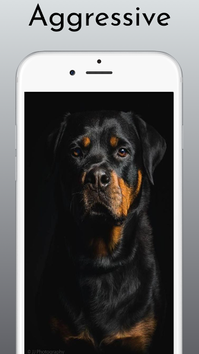 Rottweiler Wallpaper: Dog Wallpapers for Android - Download | Cafe Bazaar