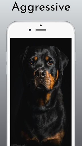 Rottweiler Dog Wallpaper HD 4k - Image screenshot of android app