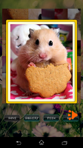 Hamster Pet Puzzles - Image screenshot of android app