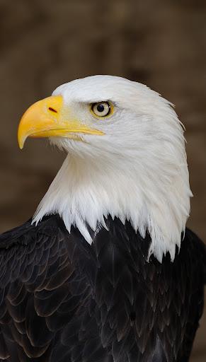 Eagle Full HD Wallpaper - عکس برنامه موبایلی اندروید