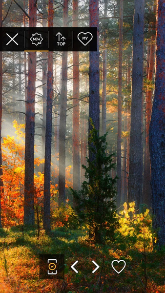 Wallpapers with Forest in 4K - Image screenshot of android app