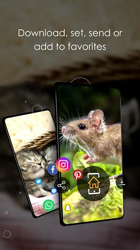 Wallpapers cute animals - Image screenshot of android app