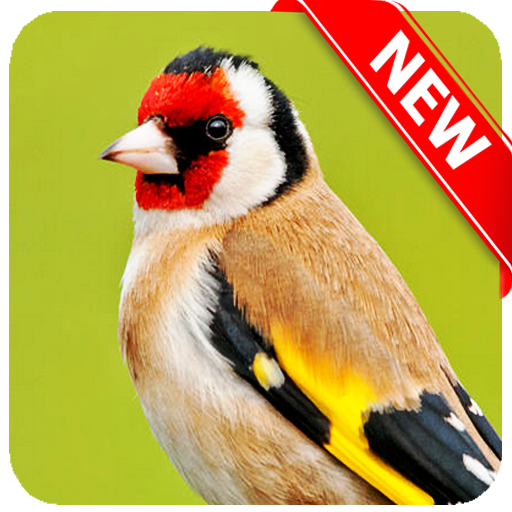 European Goldfinch Bird - عکس برنامه موبایلی اندروید