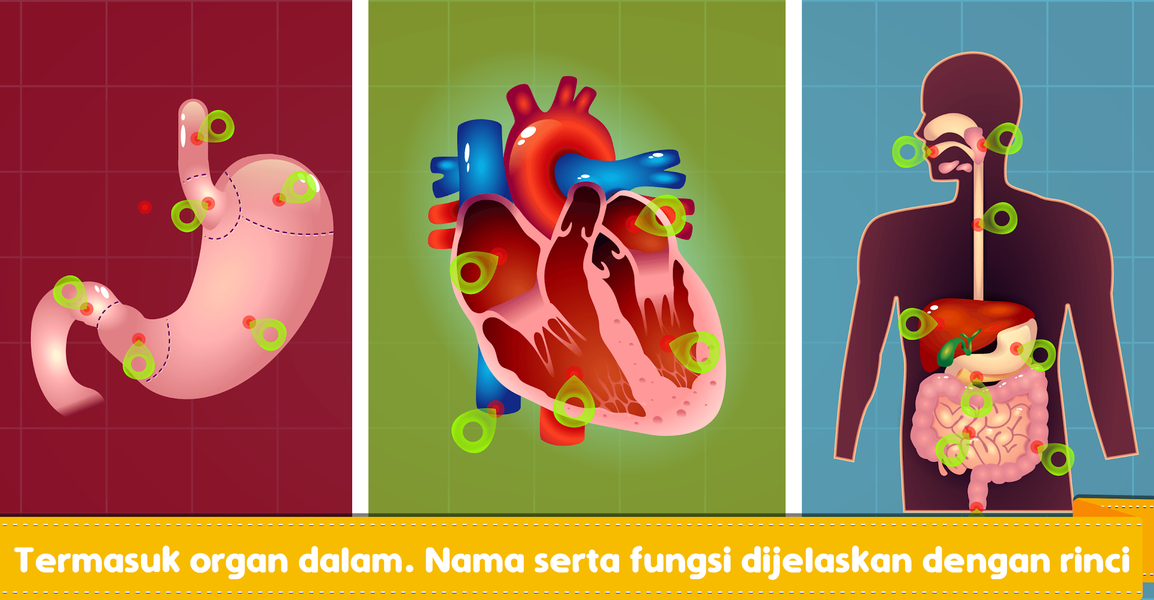 Marbel Anatomi Manusia SD ۵ - عکس برنامه موبایلی اندروید