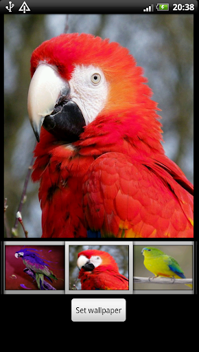 Parrots HD Live Wallpaper - عکس برنامه موبایلی اندروید