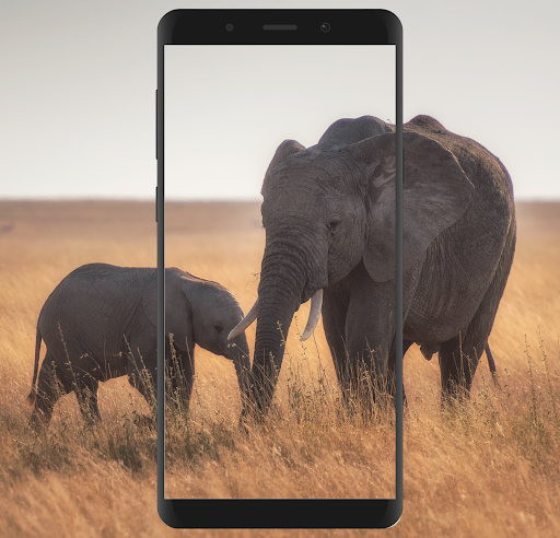 Elephant Wallpaper 4K - Image screenshot of android app