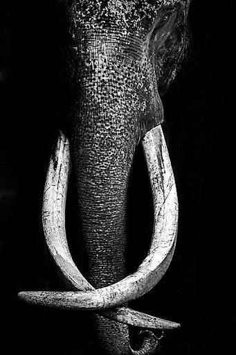 Elephant Wallpaper - عکس برنامه موبایلی اندروید