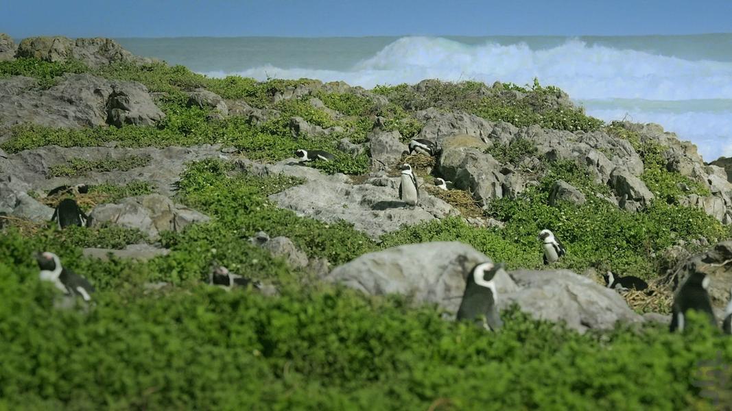 Africa's wild year - Image screenshot of android app