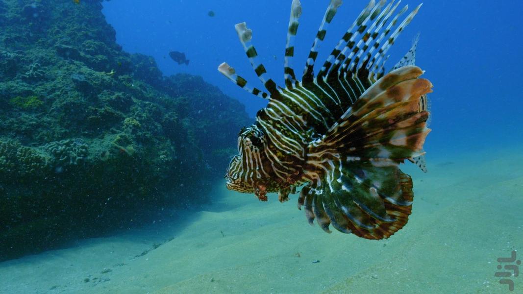 Africa's wild year - Image screenshot of android app