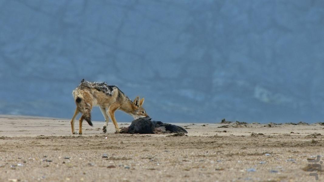 Africa's wild year - Image screenshot of android app