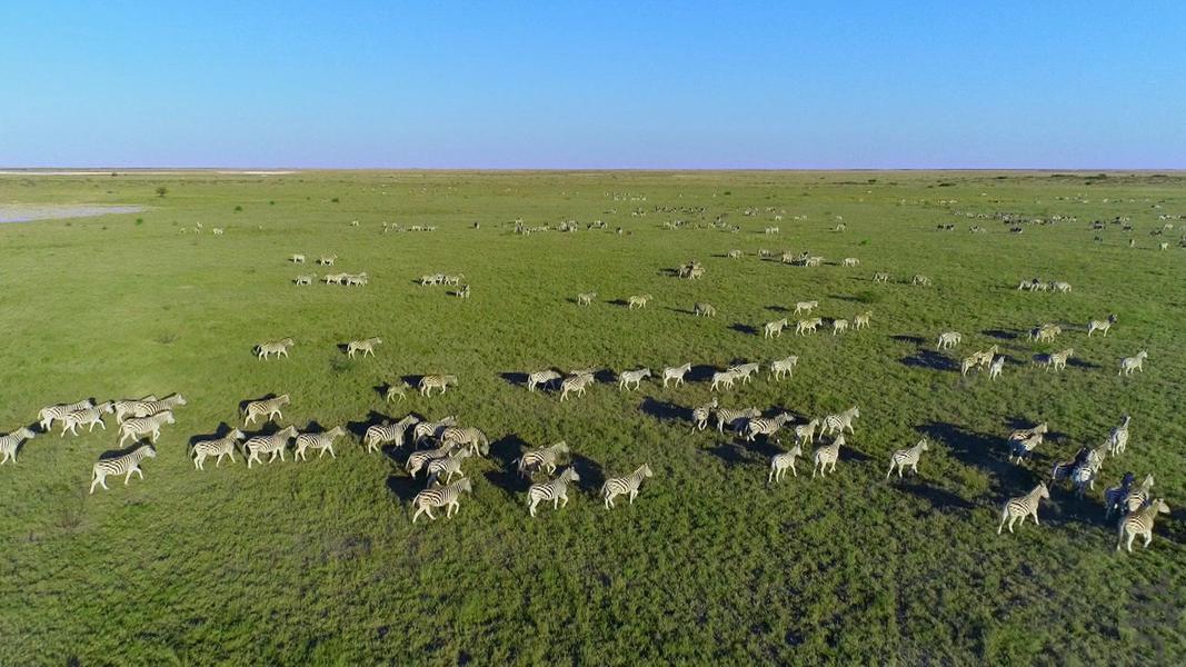 Africa's wild year - Image screenshot of android app