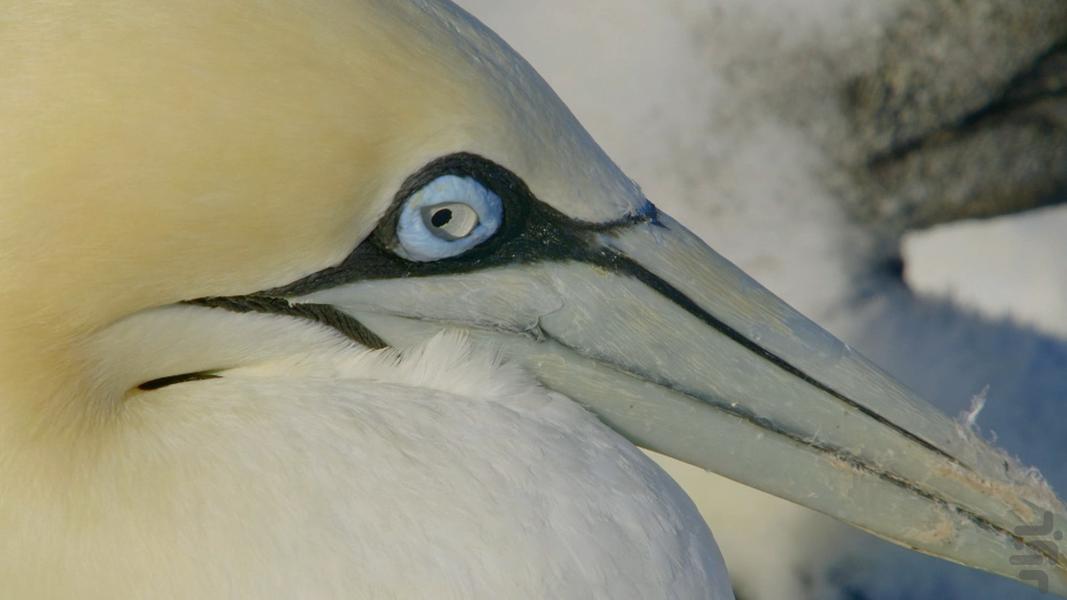 Africa's wild year - Image screenshot of android app