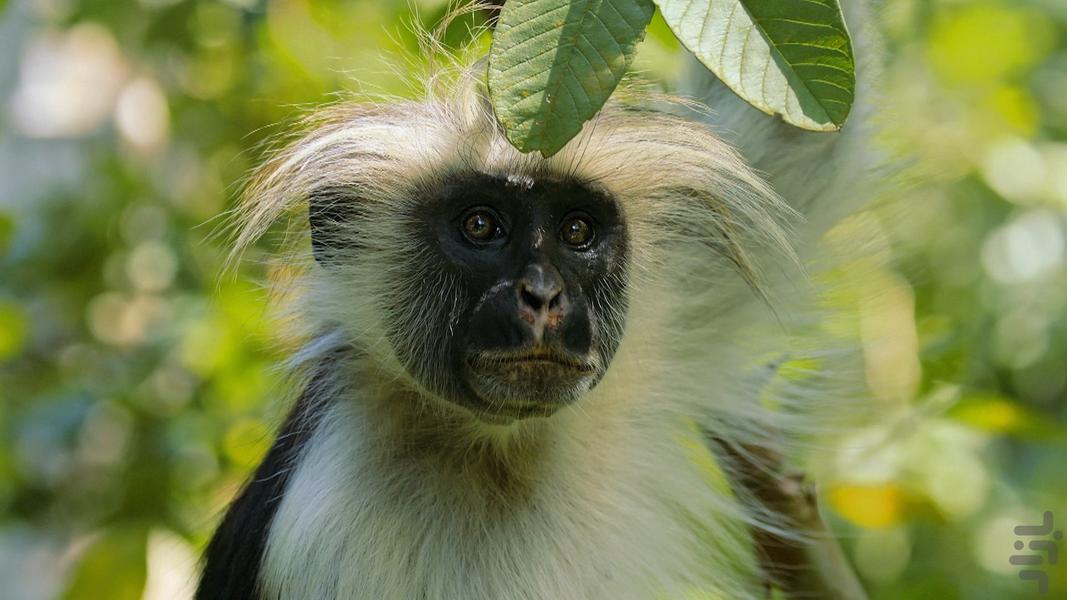 Africa's wild year - Image screenshot of android app