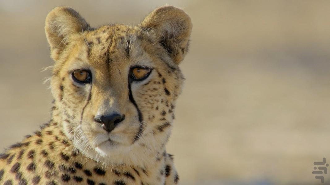 Africa's wild year - Image screenshot of android app