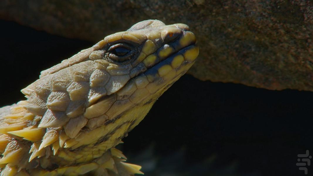 Africa's wild year - Image screenshot of android app