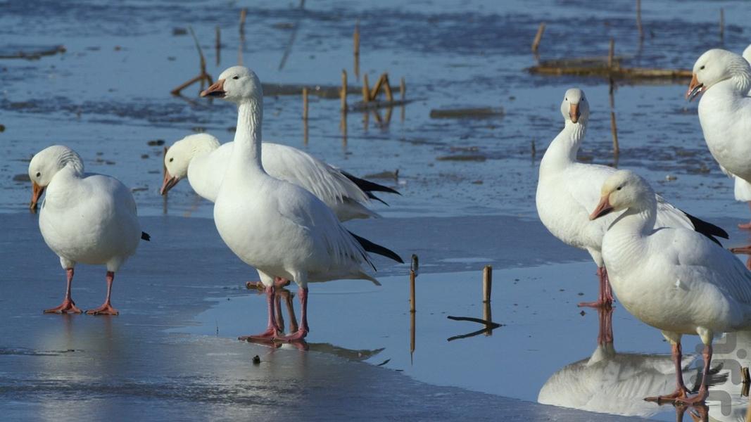 America the Beautiful - Image screenshot of android app