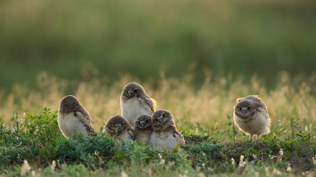 America the Beautiful - Image screenshot of android app