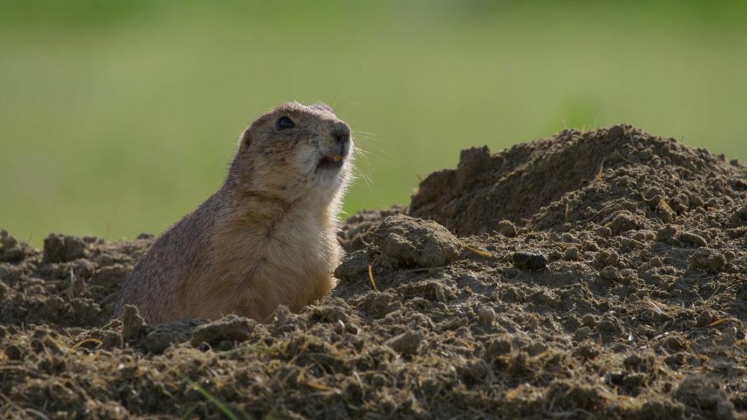 America the Beautiful - Image screenshot of android app