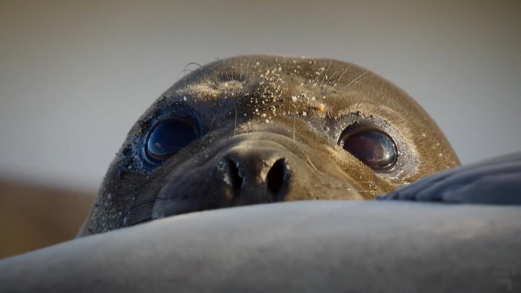 Big Beasts - Image screenshot of android app