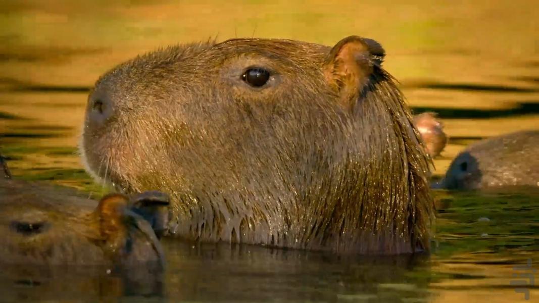 Big Beasts - Image screenshot of android app