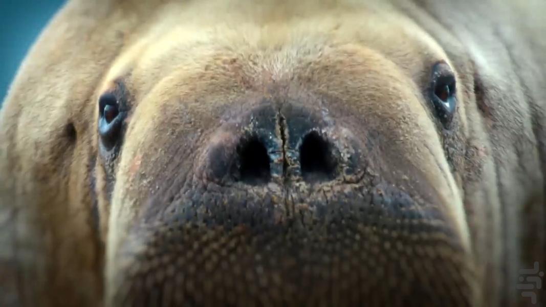 Big Beasts - Image screenshot of android app