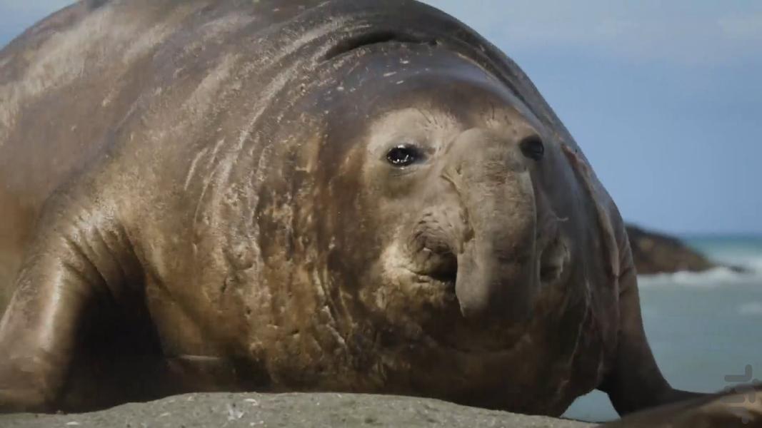 Big Beasts - Image screenshot of android app