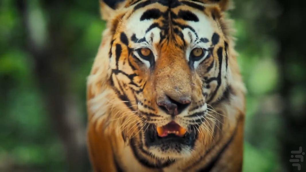 Big Beasts - Image screenshot of android app