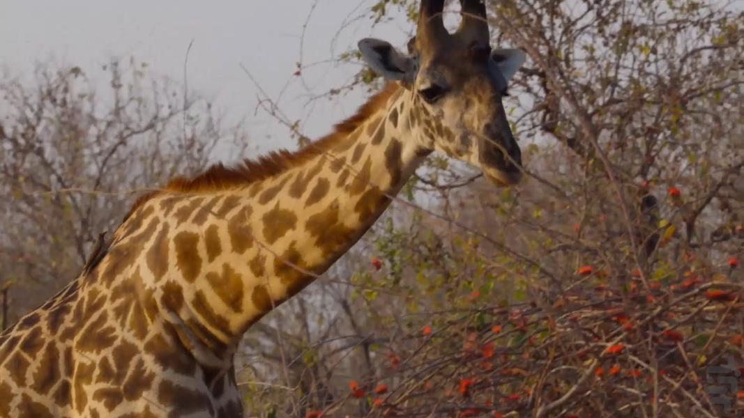 Big Beasts - Image screenshot of android app