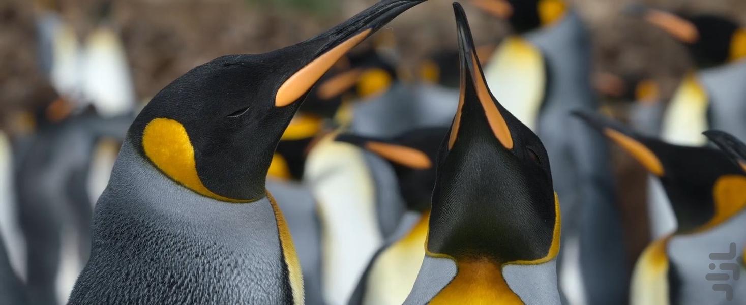 جهان ما - Image screenshot of android app