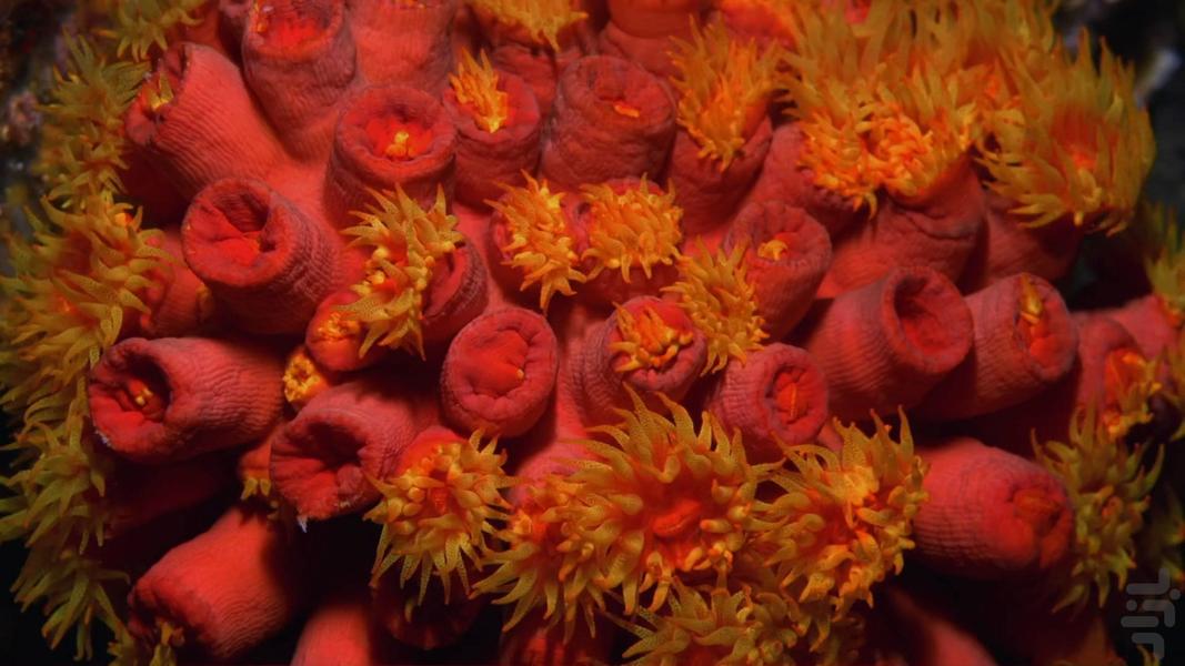 Planet Earth - Image screenshot of android app