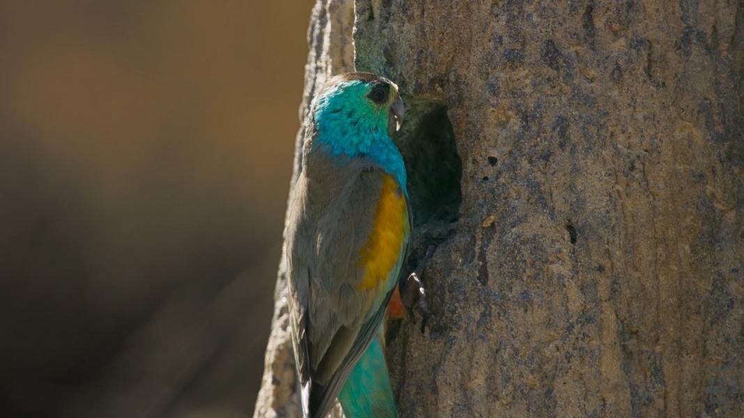 سیاره زمین ۳ - عکس برنامه موبایلی اندروید