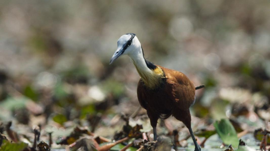 سیاره زمین ۳ - عکس برنامه موبایلی اندروید
