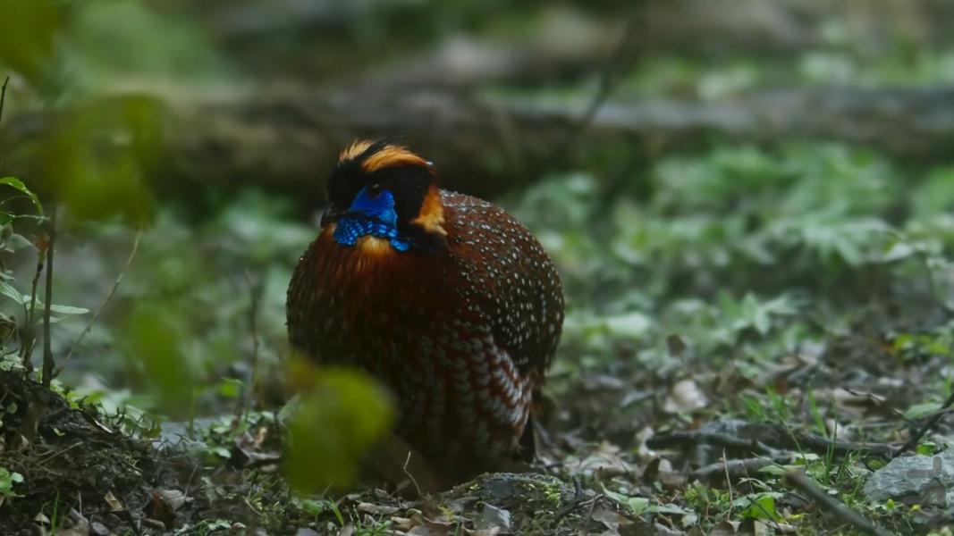 سیاره زمین ۳ - عکس برنامه موبایلی اندروید