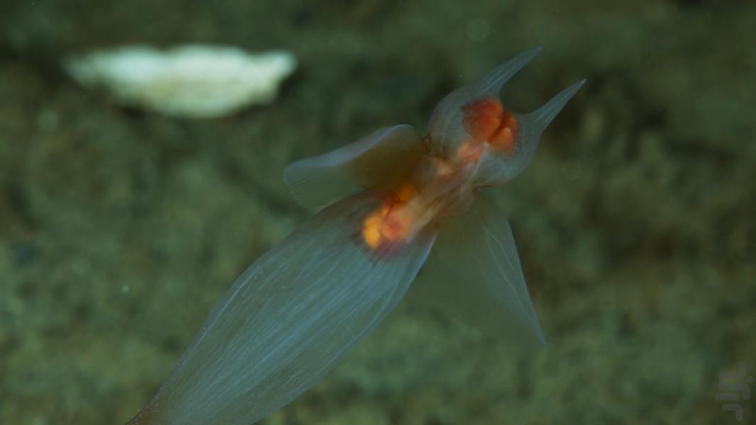 سیاره زمین ۳ - عکس برنامه موبایلی اندروید